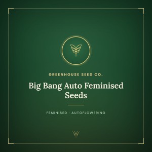 Big Bang Auto Feminised Seeds