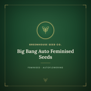 Big Bang Auto Feminised Seeds Big Bang Auto Feminised Seeds