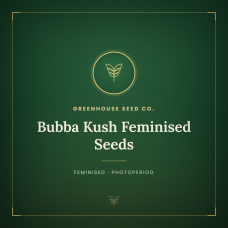 Bubba Kush Feminised Seeds Bubba Kush Feminised Seeds