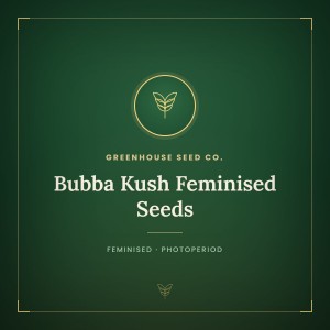 Bubba Kush Feminised Seeds Bubba Kush Feminised Seeds
