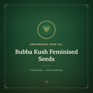 Bubba Kush Feminised Seeds Bubba Kush Feminised Seeds
