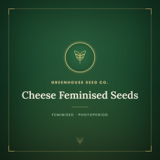 Cheese Feminised Seeds Cheese Feminised Seeds