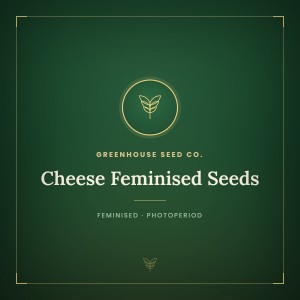 Cheese Feminised Seeds Cheese Feminised Seeds