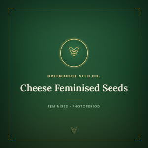 Cheese Feminised Seeds Cheese Feminised Seeds