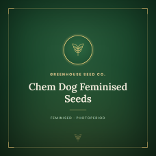 Chem Dog Feminised Seeds Chem Dog Feminised Seeds