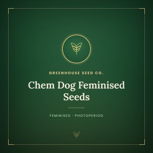 Chem Dog Feminised Seeds Chem Dog Feminised Seeds