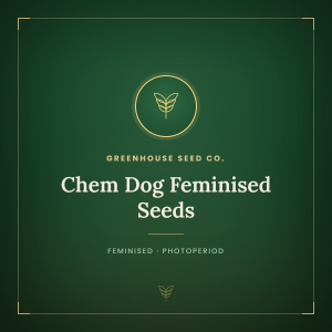 Chem Dog Feminised Seeds Chem Dog Feminised Seeds