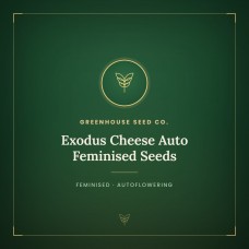 Exodus Cheese Auto Feminised Seeds Exodus Cheese Auto Feminised Seeds