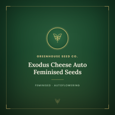 Exodus Cheese Auto Feminised Seeds Exodus Cheese Auto Feminised Seeds