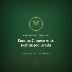Exodus Cheese Auto Feminised Seeds