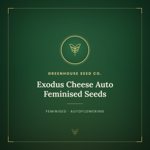 Exodus Cheese Auto Feminised Seeds Exodus Cheese Auto Feminised Seeds