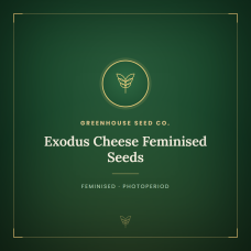 Exodus Cheese Feminised Seeds