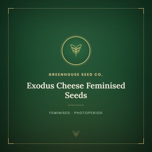 Exodus Cheese Feminised Seeds