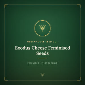 Exodus Cheese Feminised Seeds Exodus Cheese Feminised Seeds