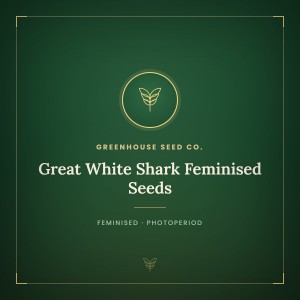 Great White Shark Feminised Seeds Great White Shark Feminised Seeds