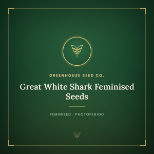 Great White Shark Feminised Seeds Great White Shark Feminised Seeds