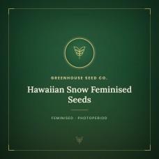 Hawaiian Snow Feminised Seeds Hawaiian Snow Feminised Seeds