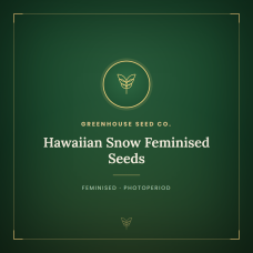Hawaiian Snow Feminised Seeds