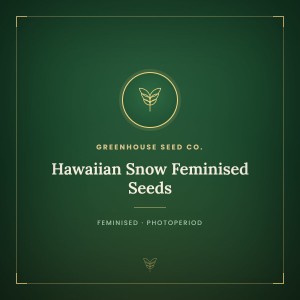 Hawaiian Snow Feminised Seeds