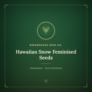 Hawaiian Snow Feminised Seeds Hawaiian Snow Feminised Seeds