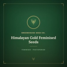 Himalayan Gold Feminised Seeds Himalayan Gold Feminised Seeds