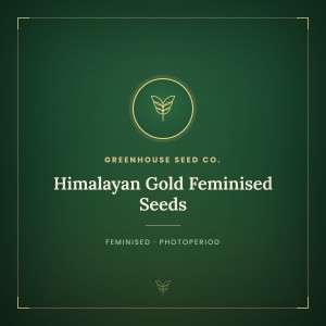 Himalayan Gold Feminised Seeds Himalayan Gold Feminised Seeds