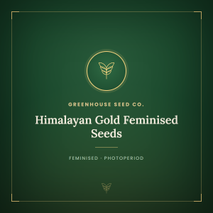 Himalayan Gold Feminised Seeds Himalayan Gold Feminised Seeds