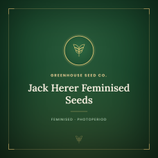 Jack Herer Feminised Seeds