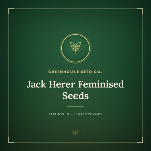 Jack Herer Feminised Seeds Jack Herer Feminised Seeds