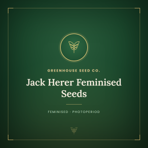 Jack Herer Feminised Seeds Jack Herer Feminised Seeds