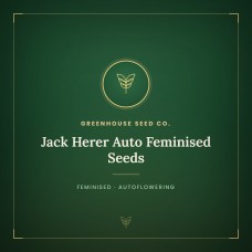 Jack Herer Auto Feminised Seeds Jack Herer Auto Feminised Seeds