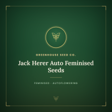 Jack Herer Auto Feminised Seeds