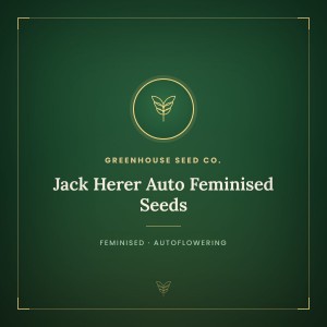Jack Herer Auto Feminised Seeds
