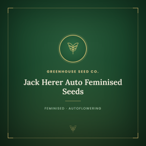 Jack Herer Auto Feminised Seeds Jack Herer Auto Feminised Seeds