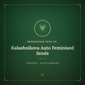Kalashnikova Auto Feminised Seeds Kalashnikova Auto Feminised Seeds