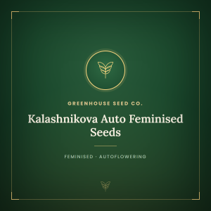 Kalashnikova Auto Feminised Seeds Kalashnikova Auto Feminised Seeds
