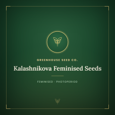 Kalashnikova Feminised Seeds