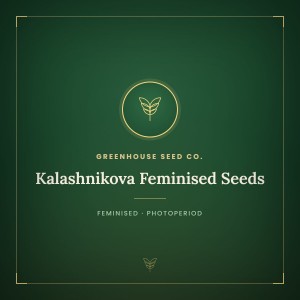 Kalashnikova Feminised Seeds
