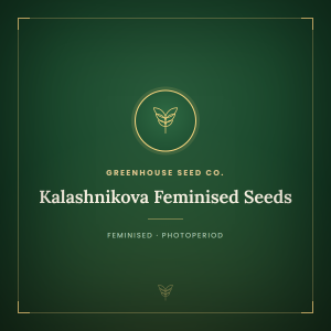 Kalashnikova Feminised Seeds Kalashnikova Feminised Seeds