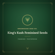 King's Kush Feminised Seeds