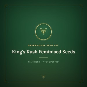 King's Kush Feminised Seeds King's Kush Feminised Seeds