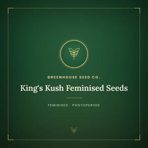 King's Kush Feminised Seeds King's Kush Feminised Seeds