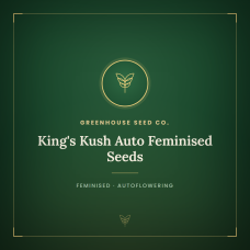 King's Kush Auto Feminised Seeds