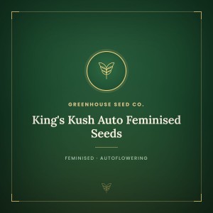 King's Kush Auto Feminised Seeds King's Kush Auto Feminised Seeds