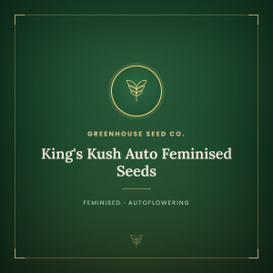 King's Kush Auto Feminised Seeds