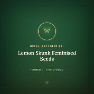 Lemon Skunk Feminised Seeds Lemon Skunk Feminised Seeds