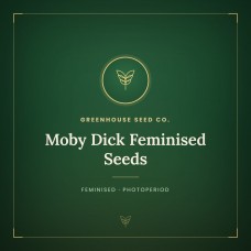 Moby Dick Feminised Seeds