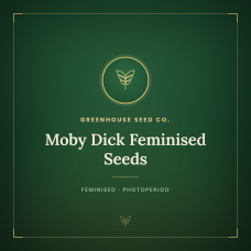 Moby Dick Feminised Seeds
