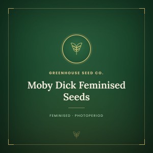 Moby Dick Feminised Seeds