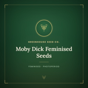 Moby Dick Feminised Seeds